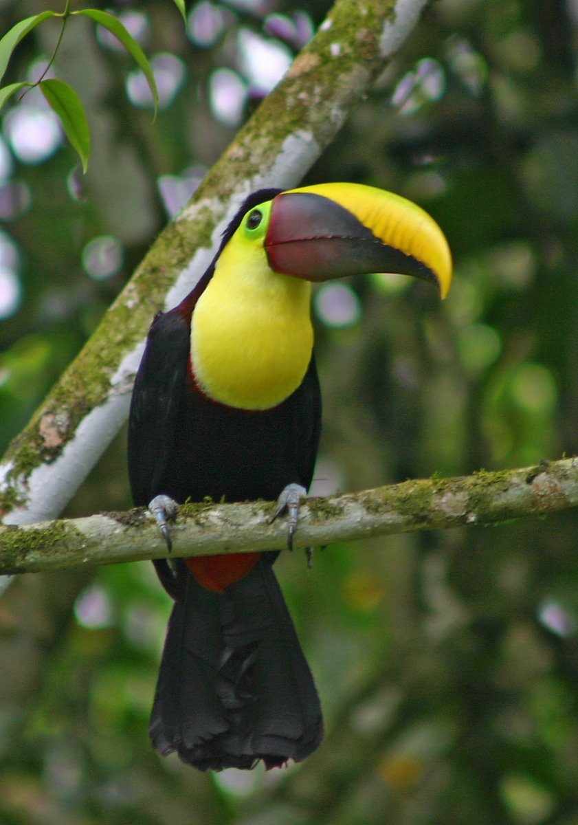 a bird that is on top of a tree