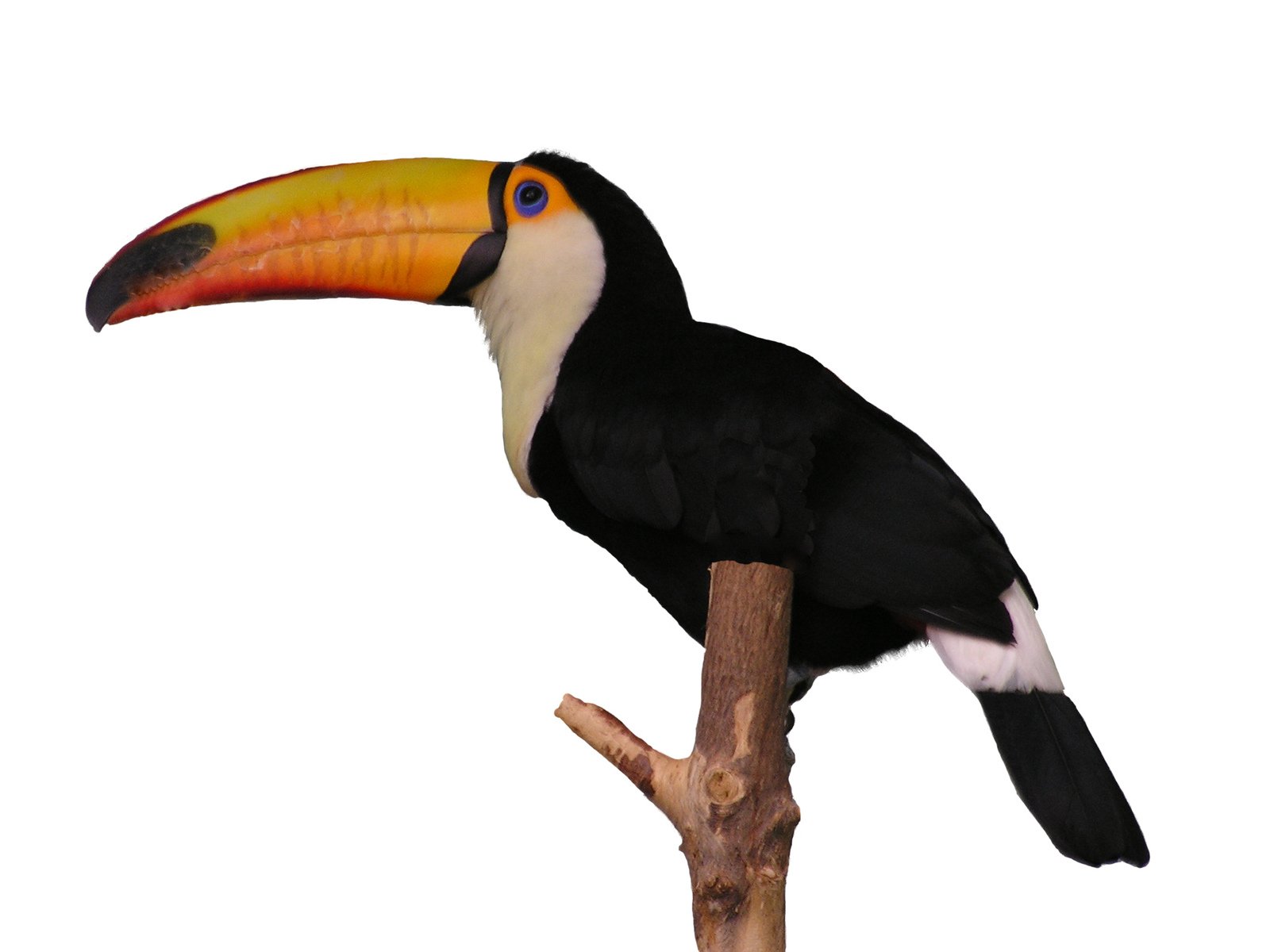 a toucan sitting on top of a wooden nch