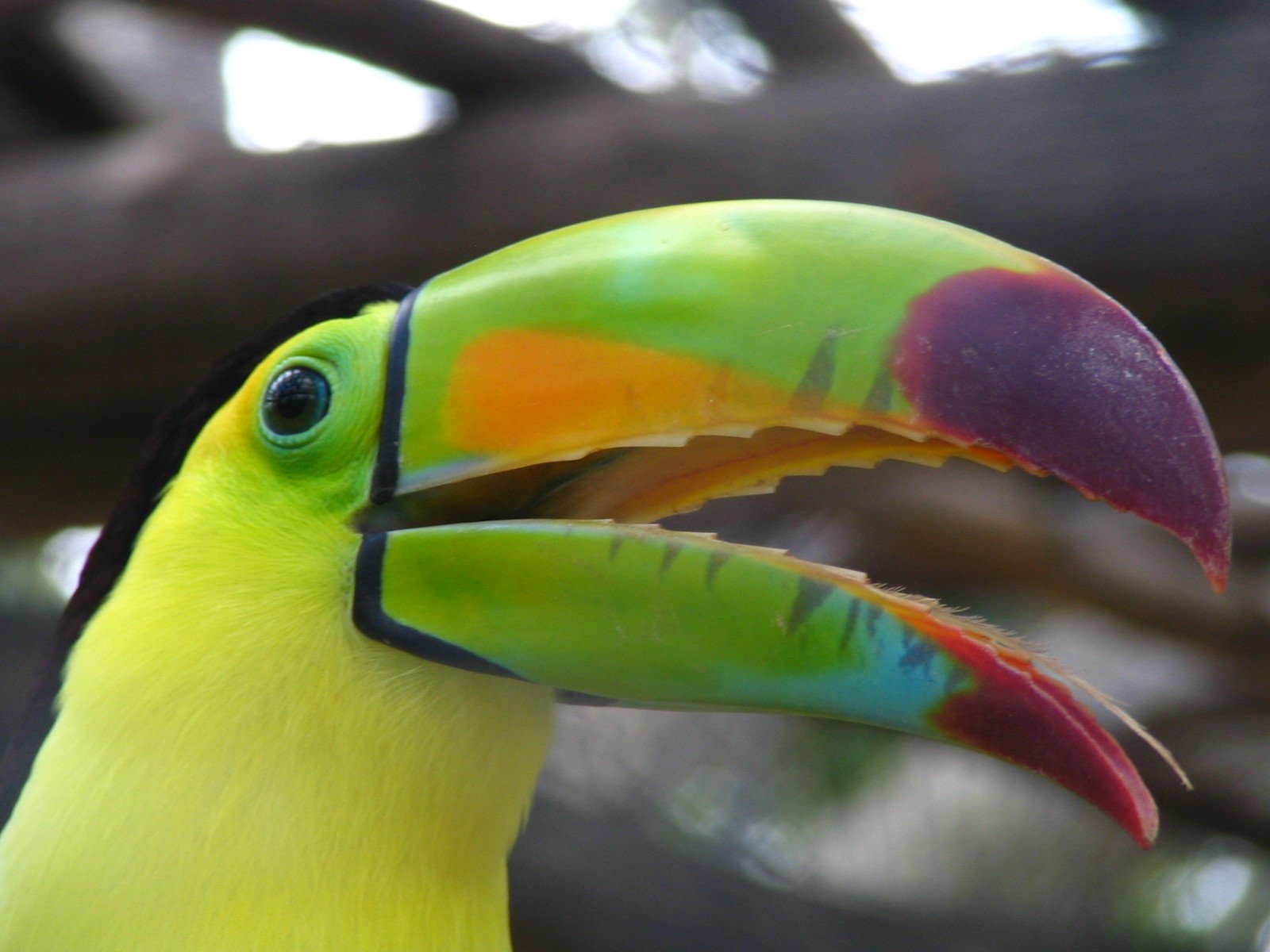 a close up view of a colorful bird