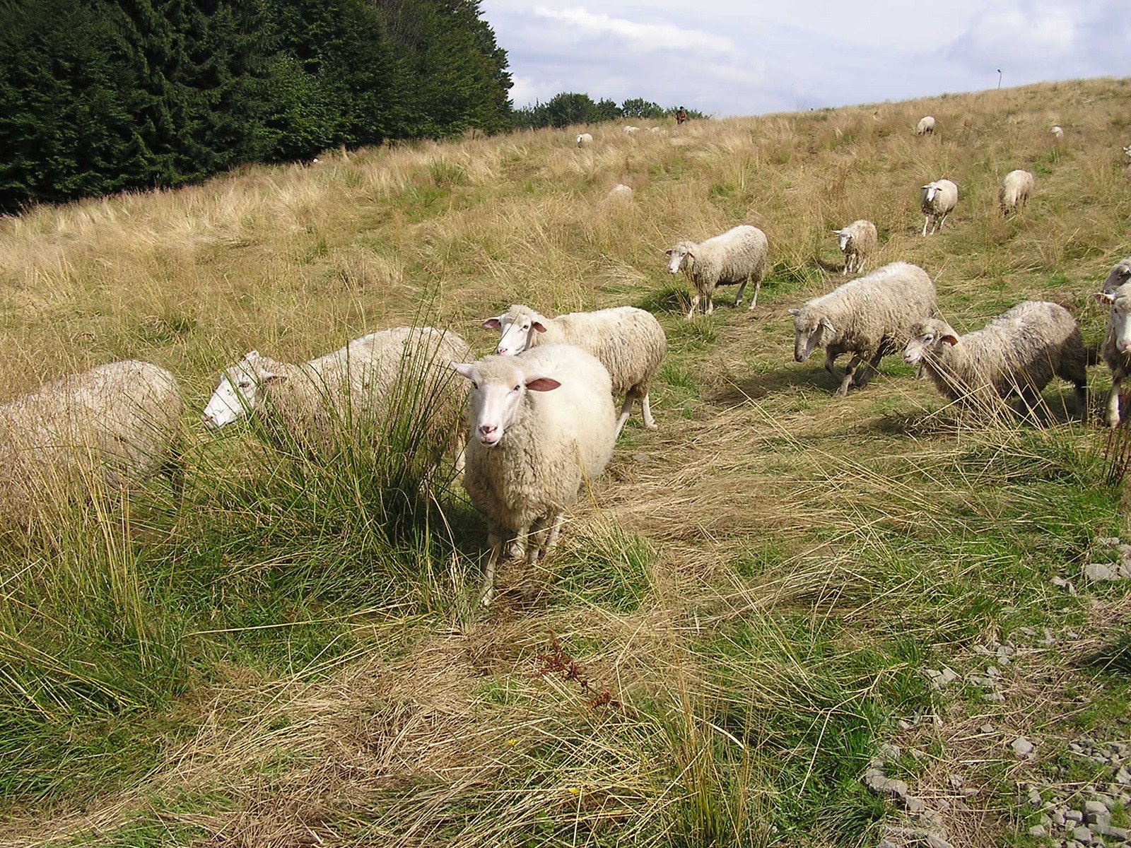 a bunch of sheep standing in the middle of a field