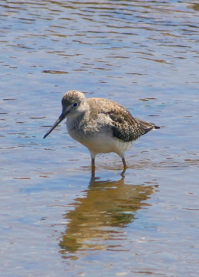 a small bird is standing in shallow water