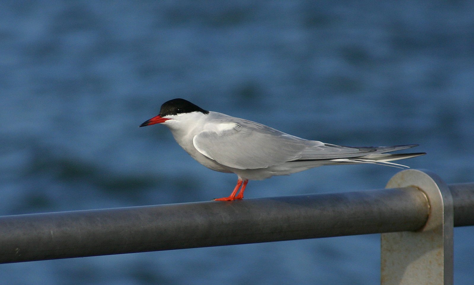 a small white bird stands on a railing next to the water