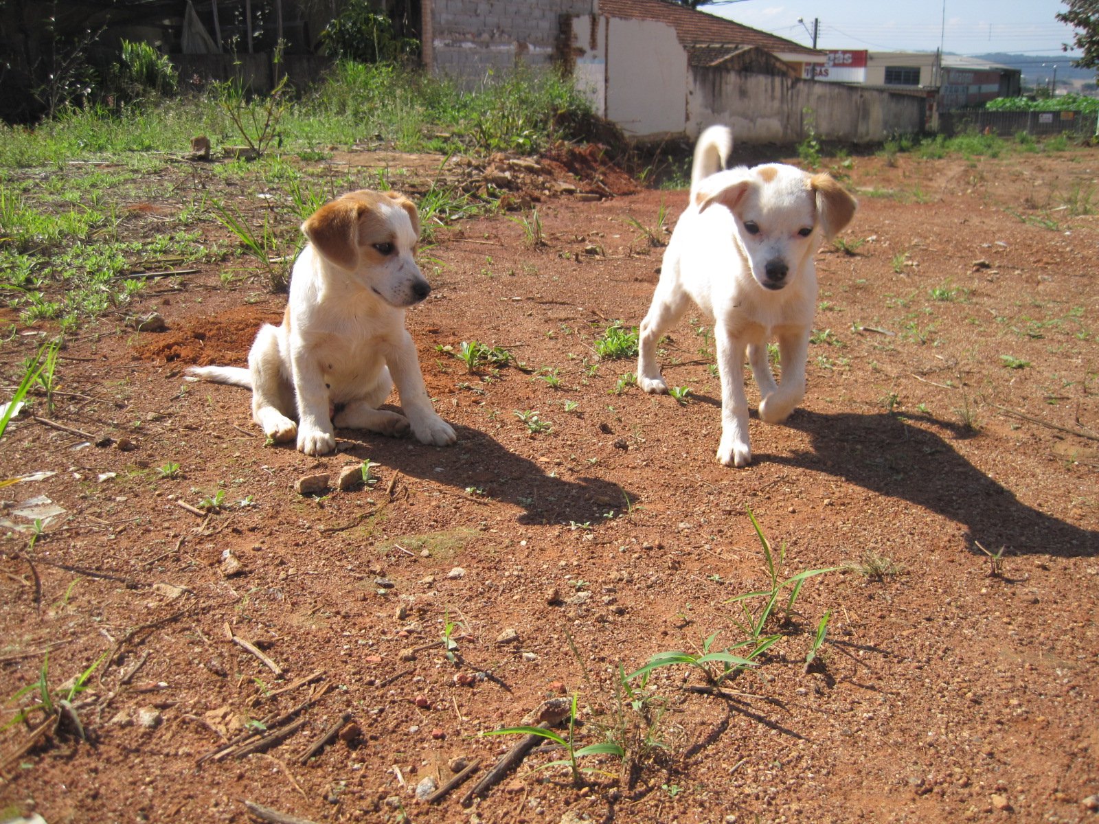 a couple of dogs laying on top of a dirt ground