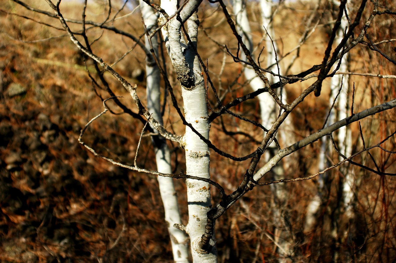 there is a white tree with a yellow top