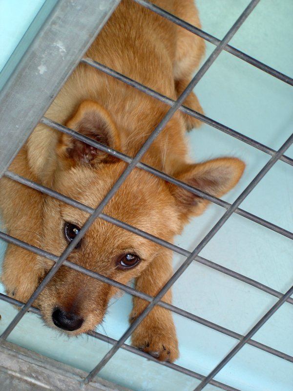 a puppy laying down behind bars inside of a cage