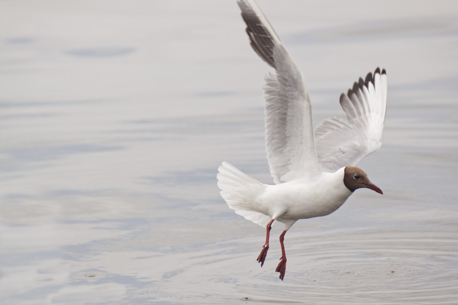 a white bird with its wings spread spread flying above the water
