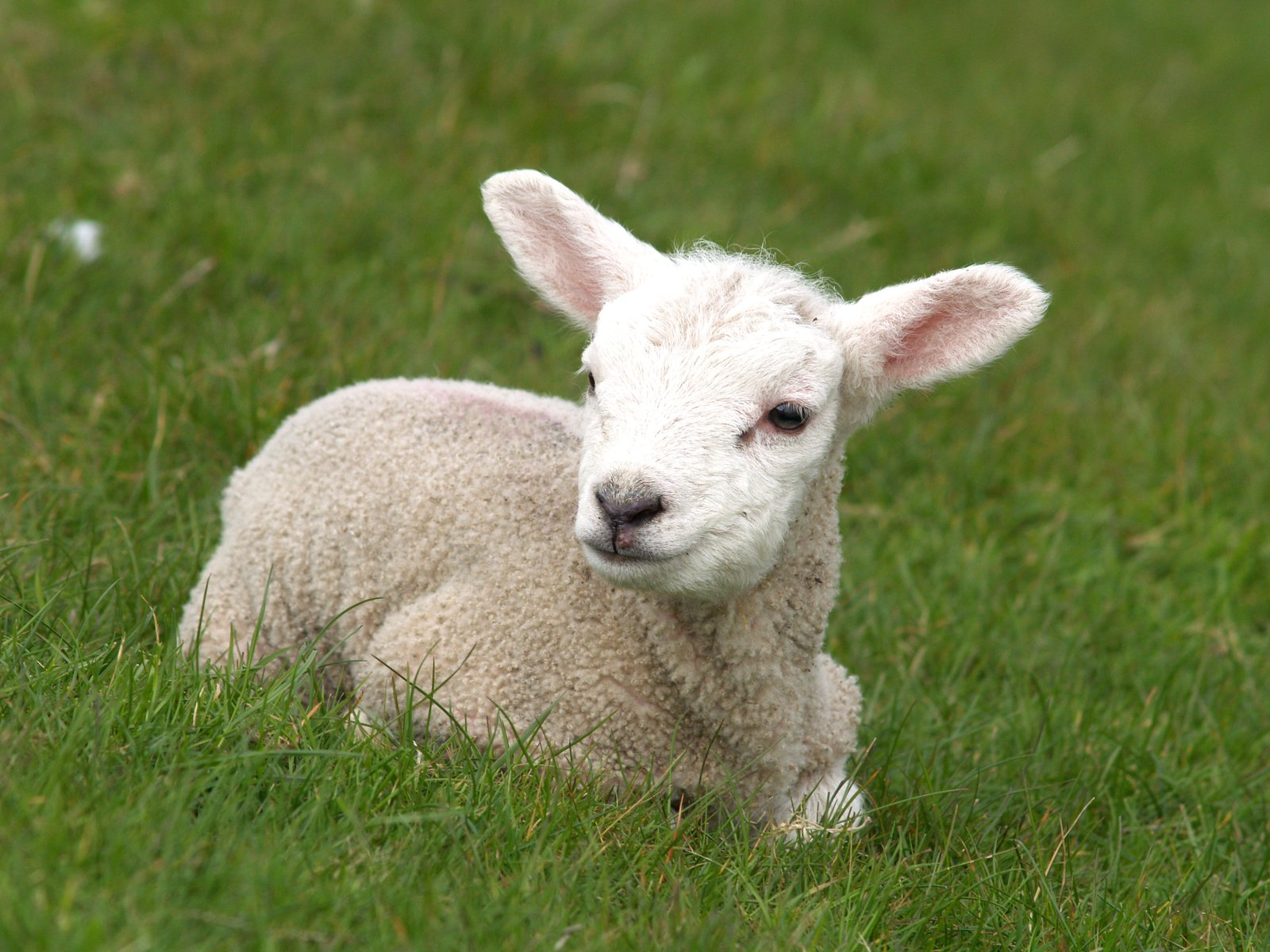 a baby sheep is sitting in a field of grass