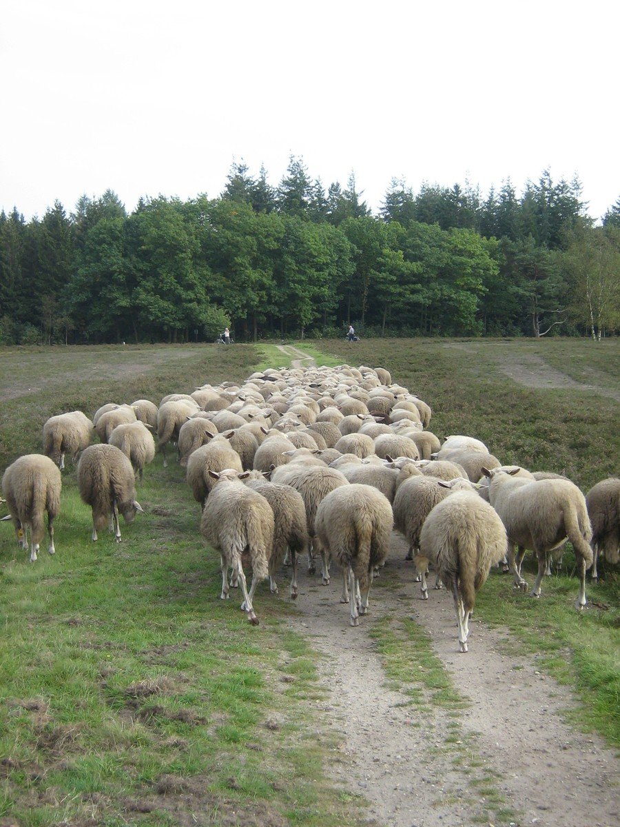 a group of sheep gather in the middle of a meadow