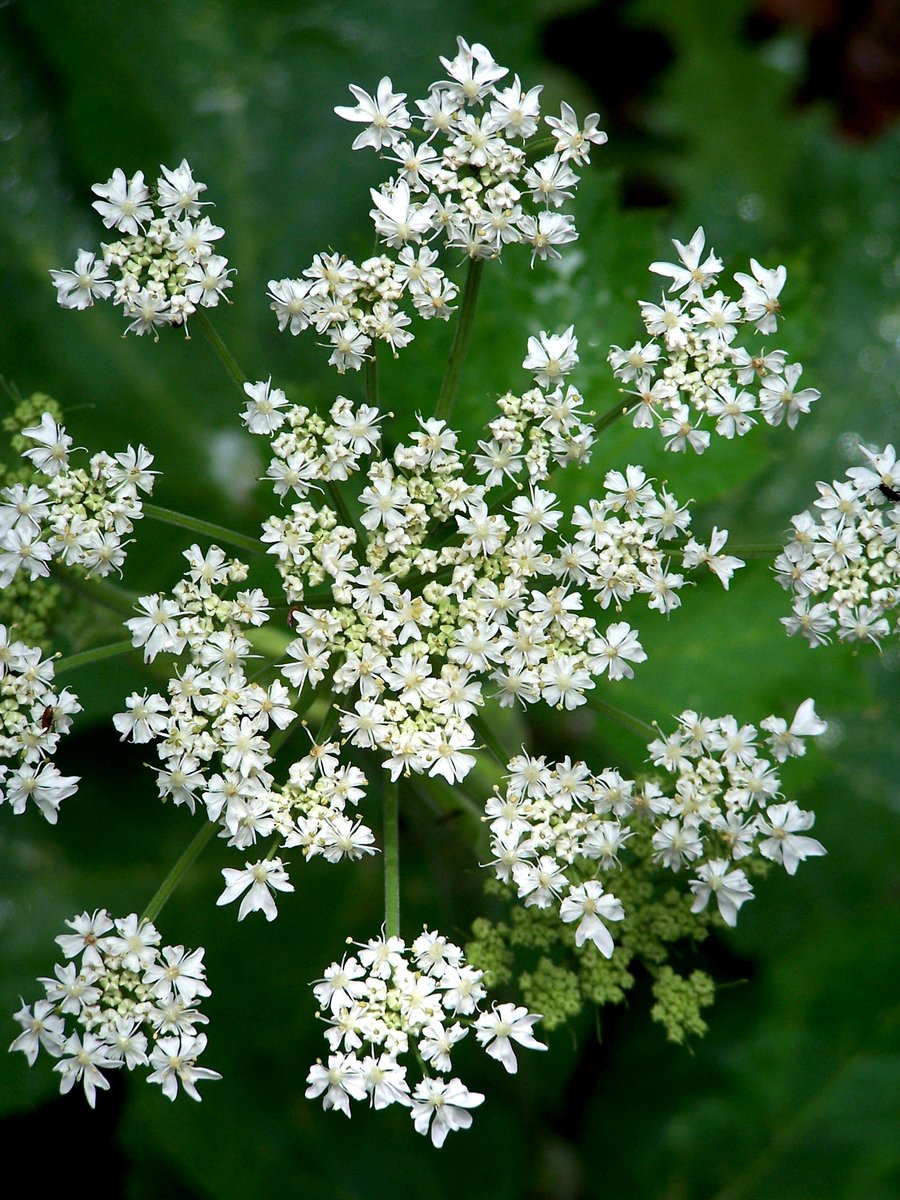 an image of closeup of some white flowers