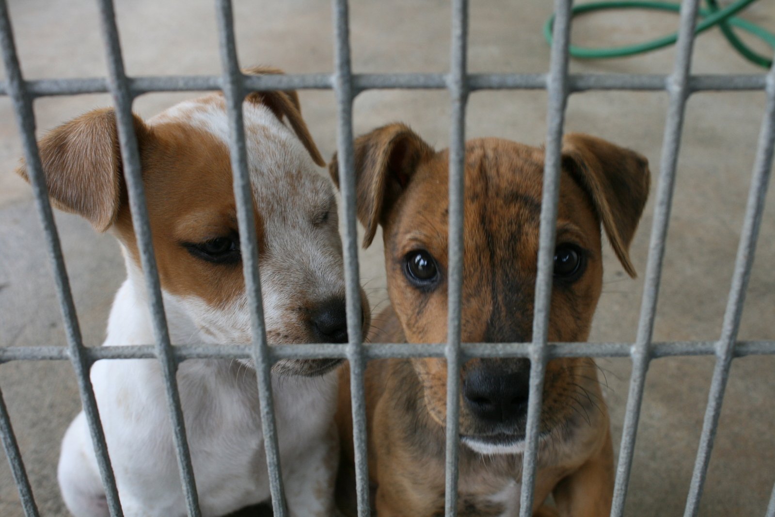 two dogs in a cage looking through them