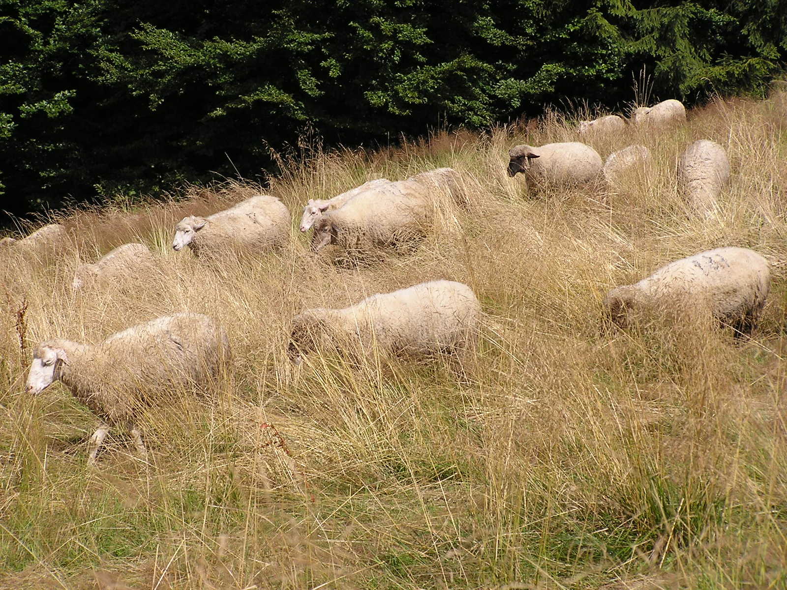 many sheep stand in long grass beside some trees