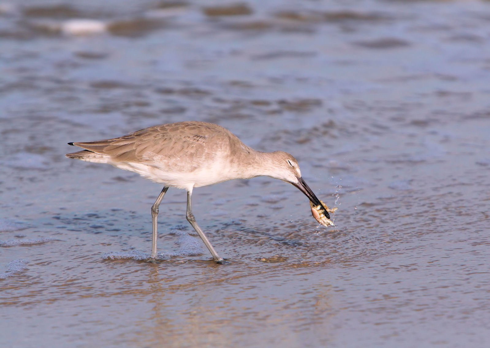 a sand piper picks up food on the beach