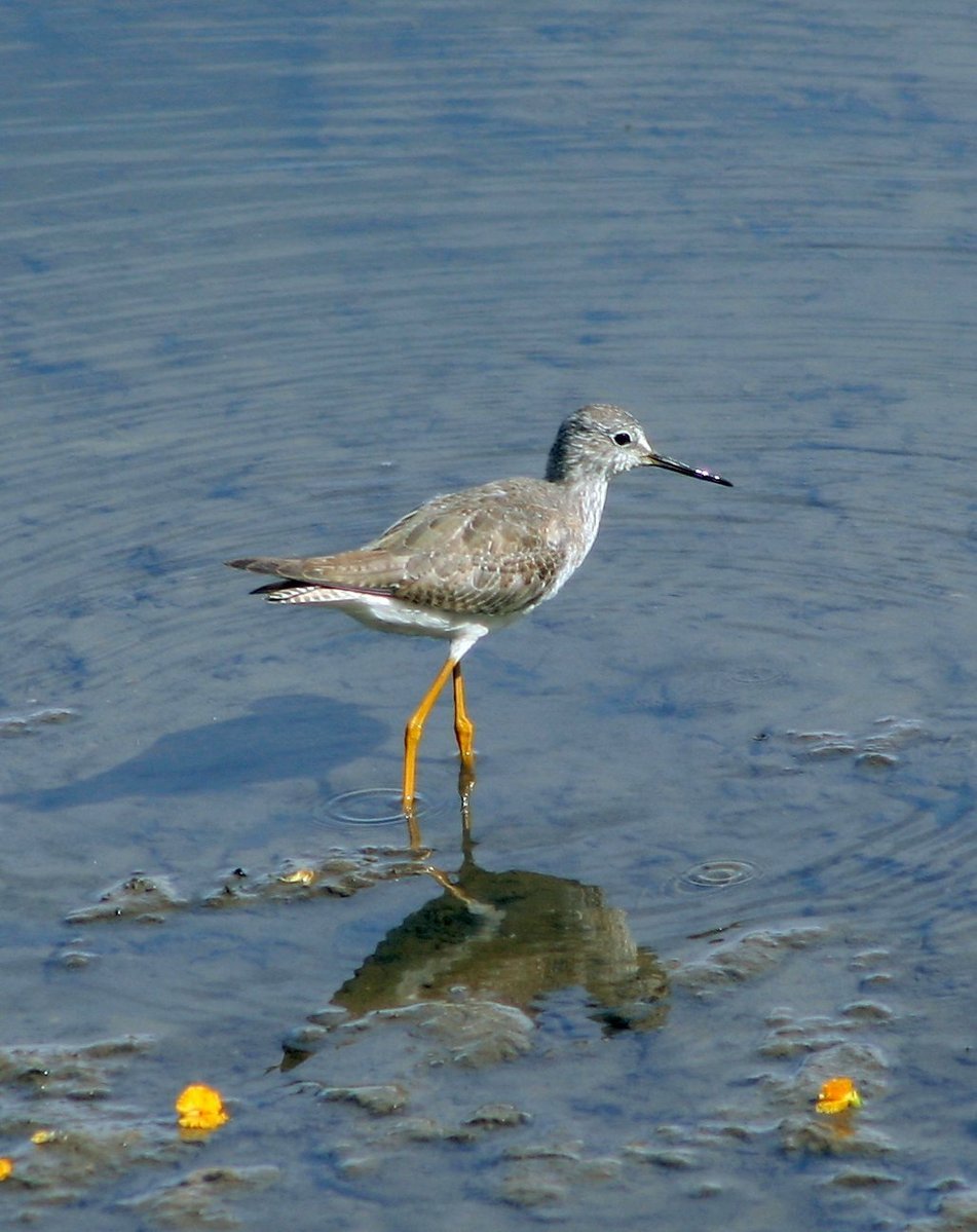 a bird standing on the edge of water near yellow balls