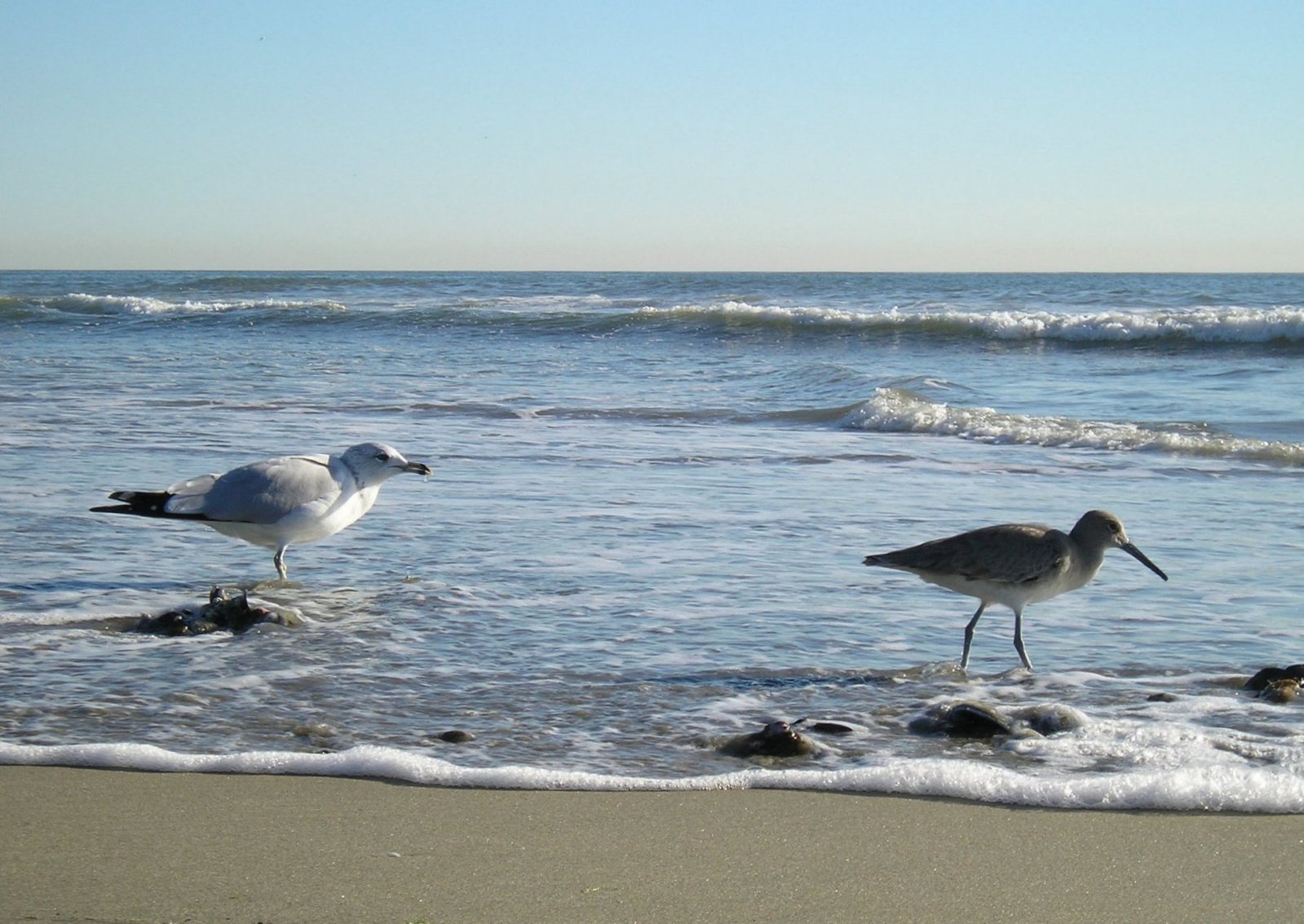 two white birds standing on the shore line near water