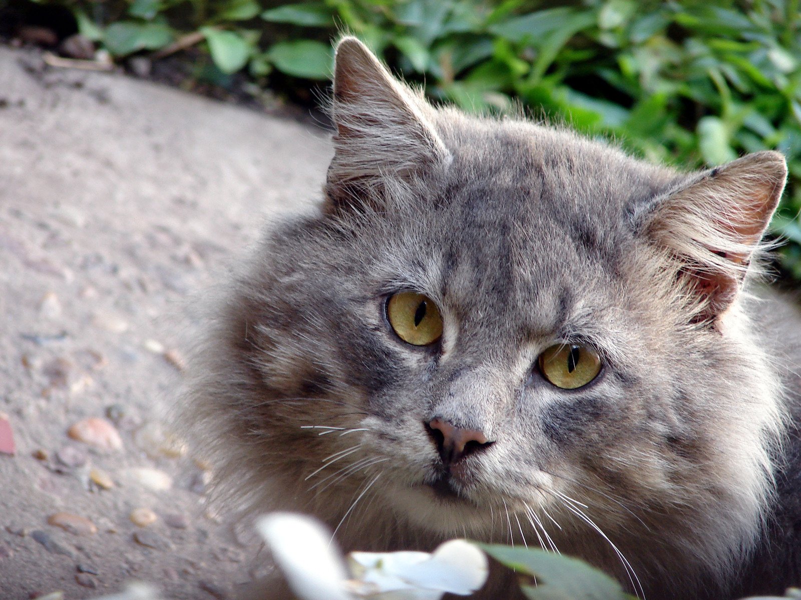 a close up image of a gray cat