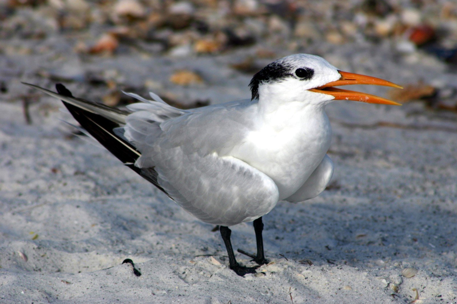 a black and white bird with a orange beak