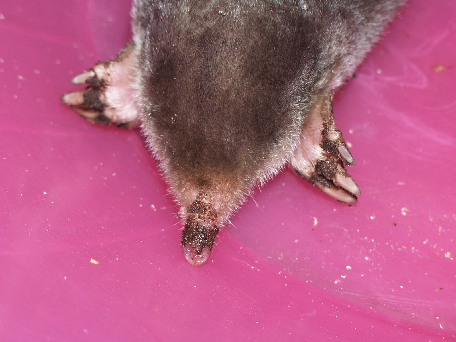 a small animal sitting on top of a pink surface