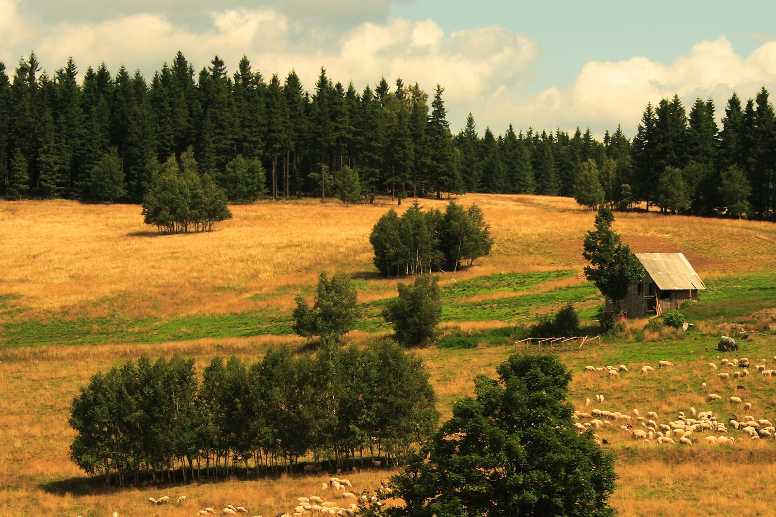 a meadow with trees and a house in the background