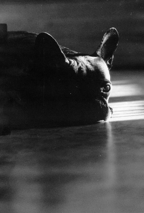 a black and white po of a dog laying on the floor