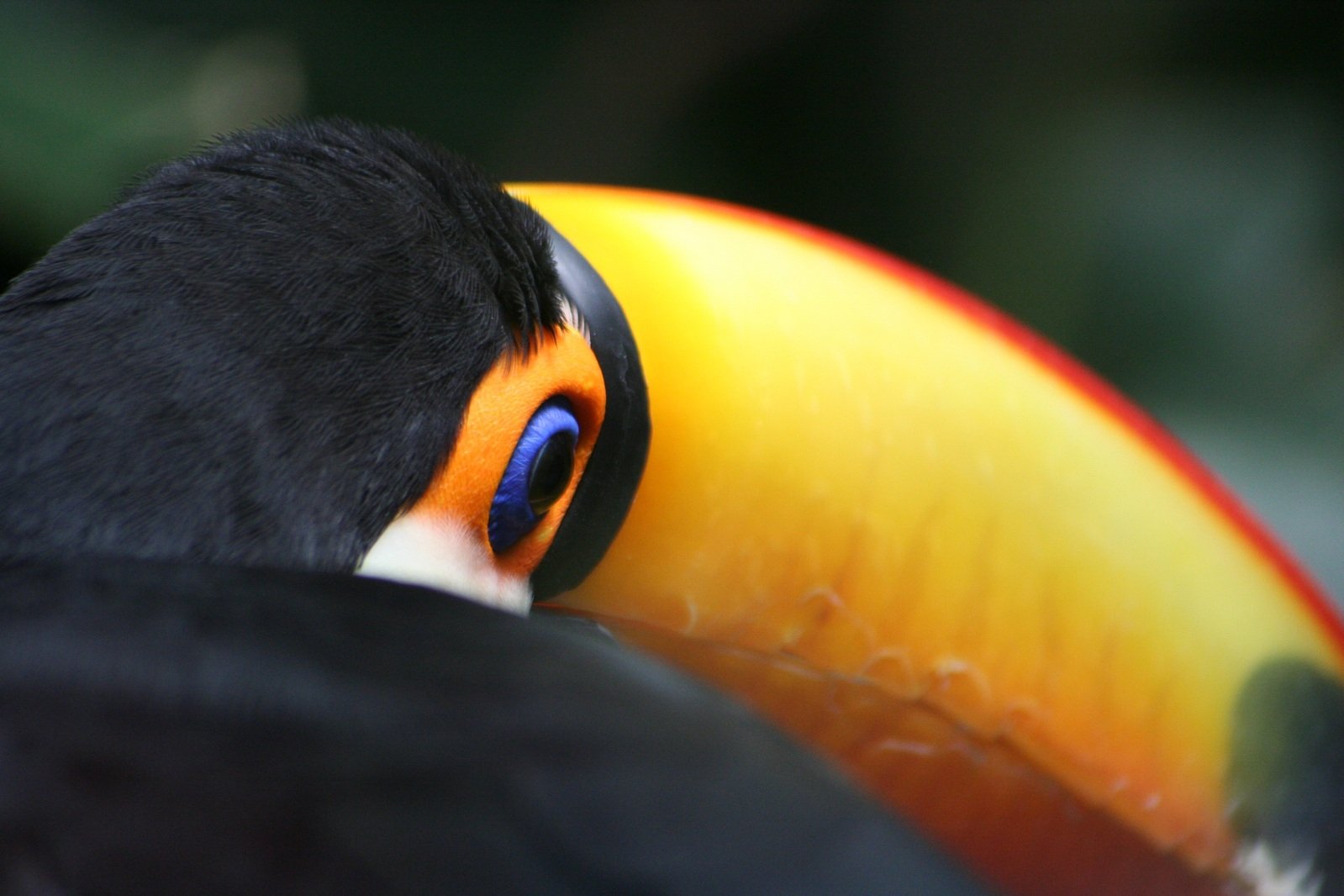 this colorful bird has blue eyes and orange accents
