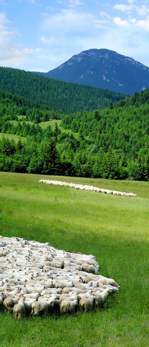 a herd of sheep in a lush green pasture