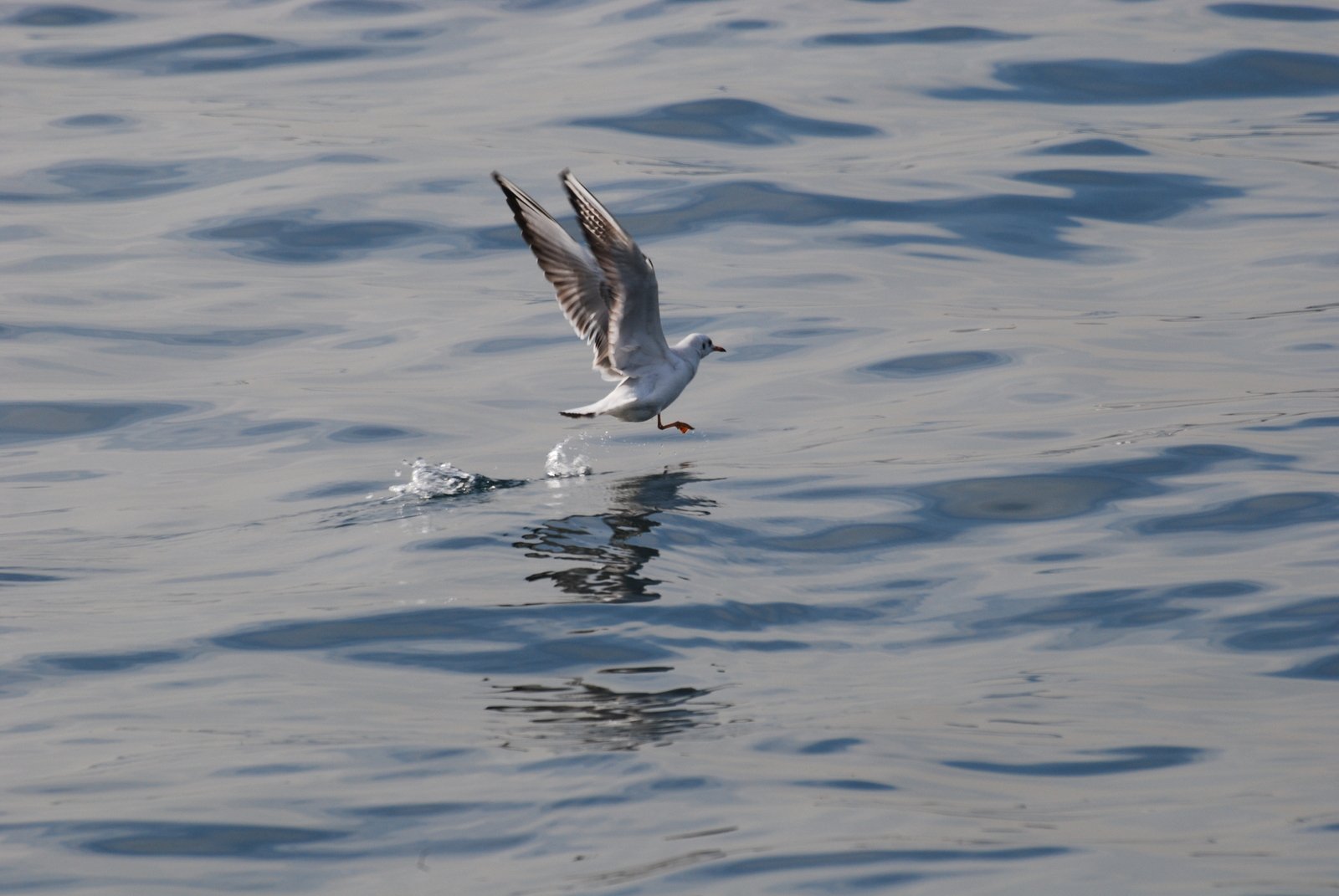 a seagull flying over the water with its wings spread