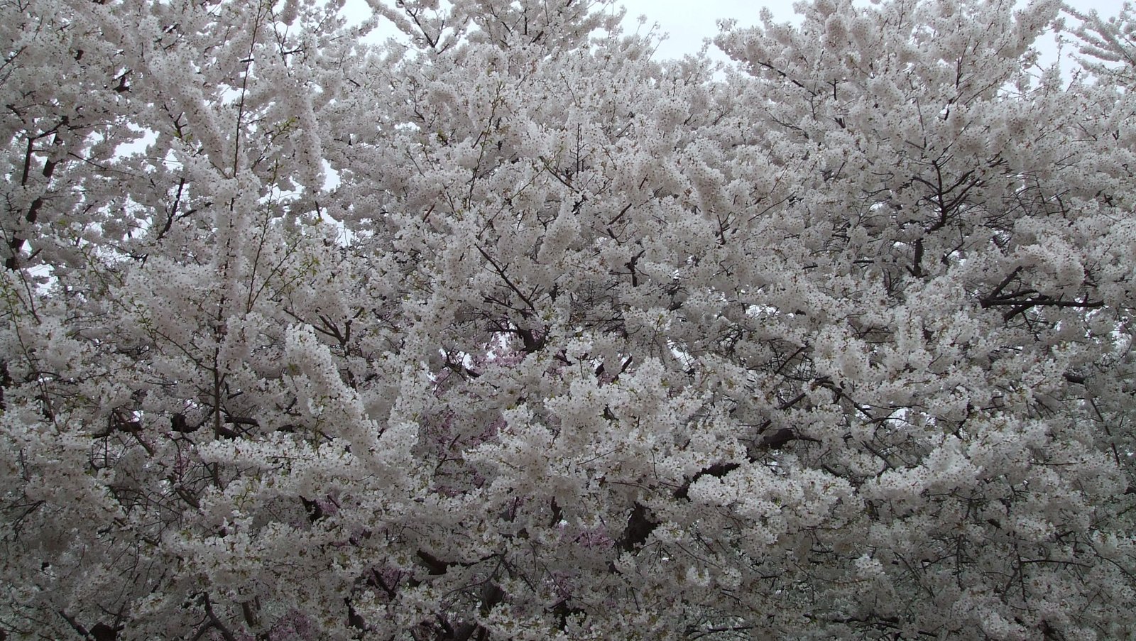 some white flowers and trees against a gray sky