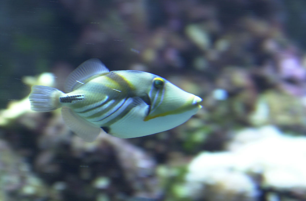 fish in an aquarium swimming with other algae