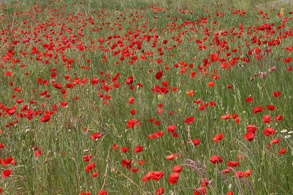 a very large field of red flowers that are blooming
