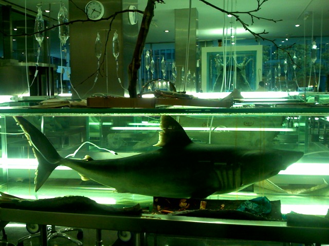 an aquarium with a shark that is inside