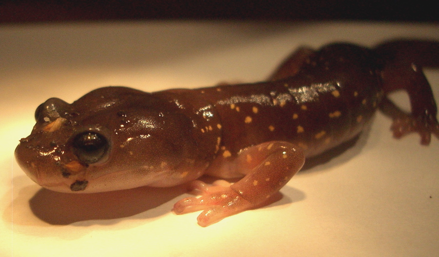 a close - up of a brown and white gecko