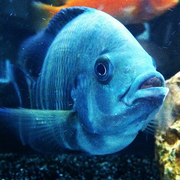 a white fish sitting next to an aquarium