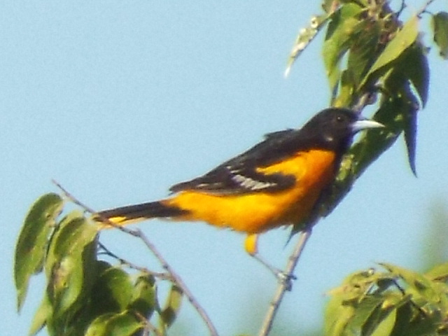 a bright colored bird with a black and yellow chest perches on the top of a tree