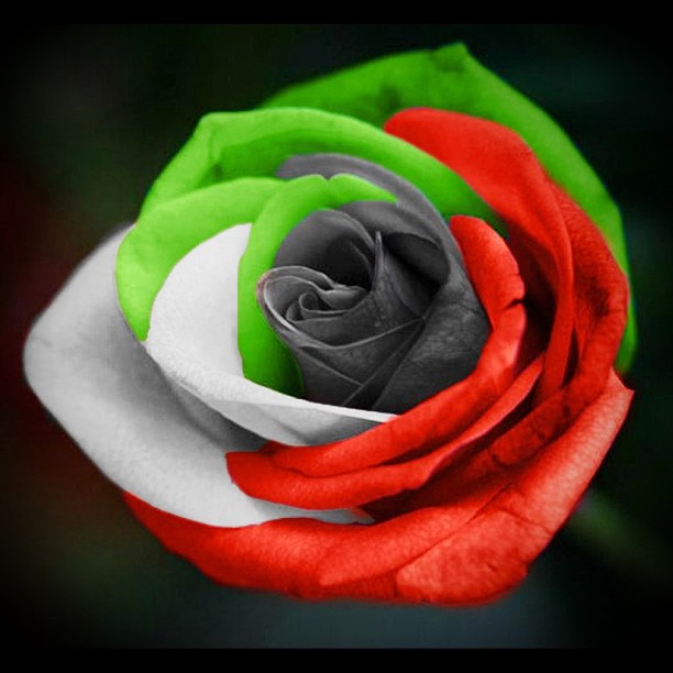 a beautiful flower with an interesting red, white and green center
