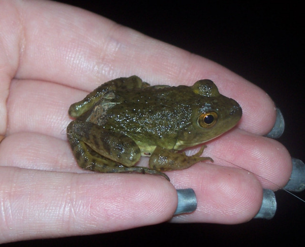 a small green frog sitting on top of someones hand
