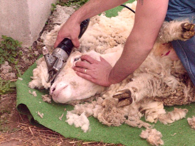 a man grooming a white sheep in a patch of dirt