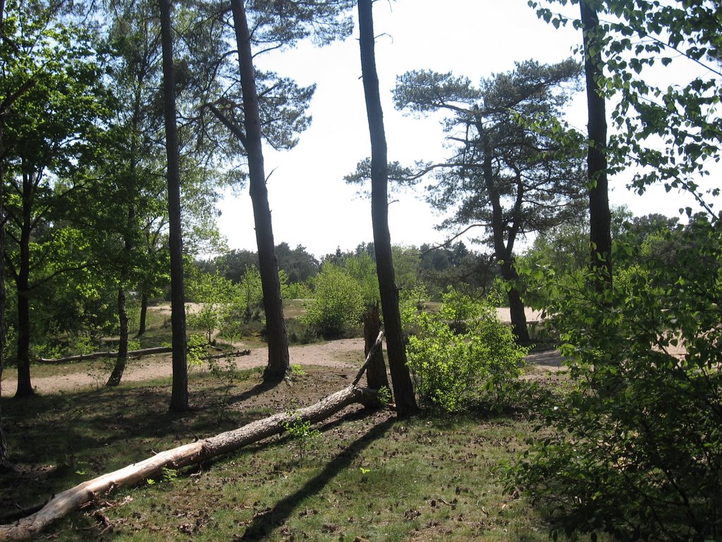 the sun shines through trees in a wooded area