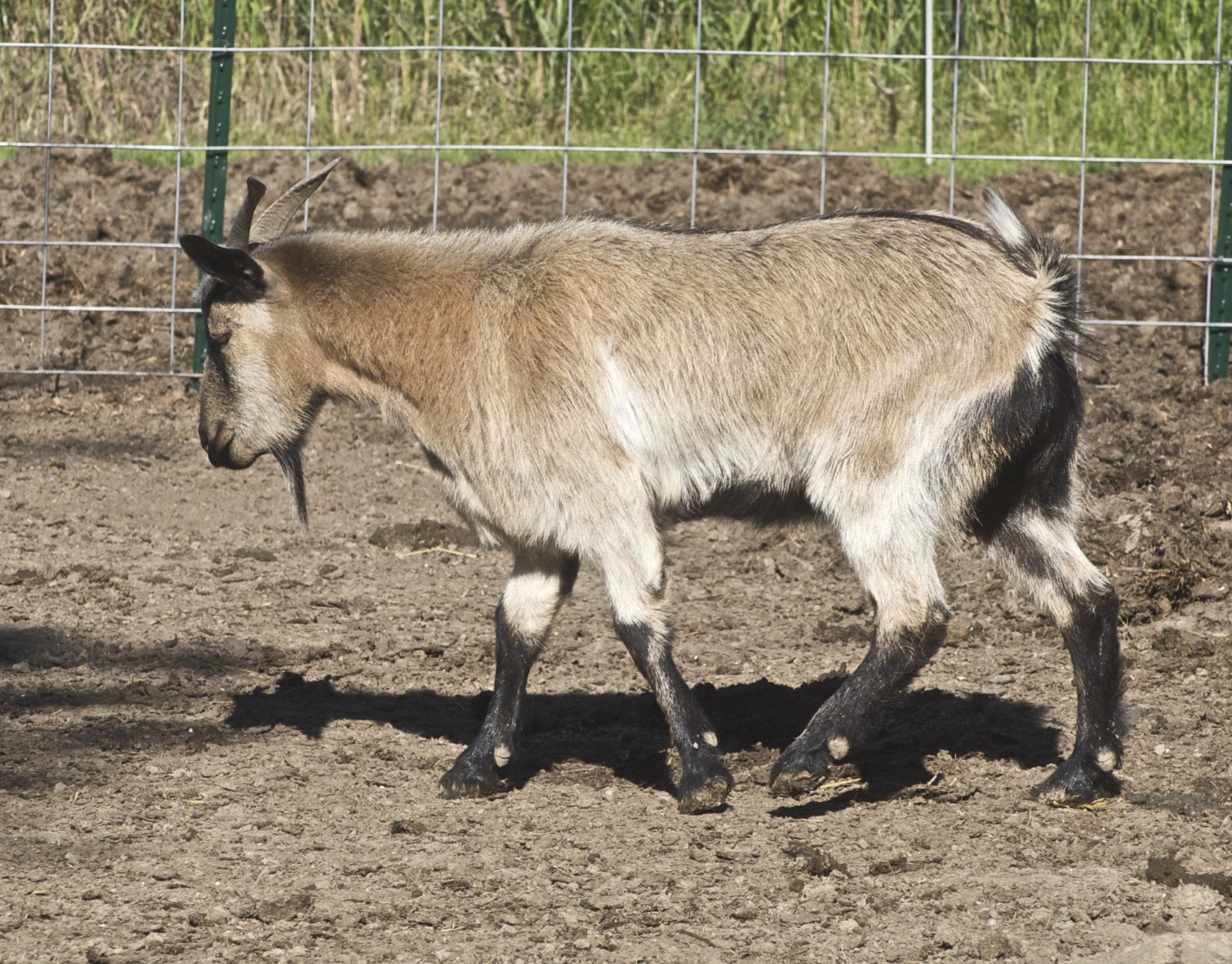 a goat walks across an enclosed area on dirt