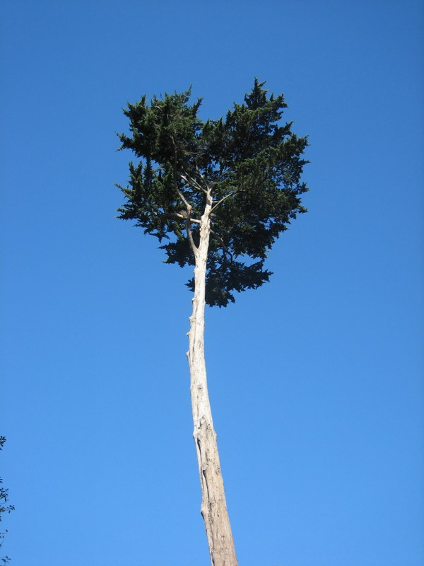 a tall pine tree with a clear blue sky behind it