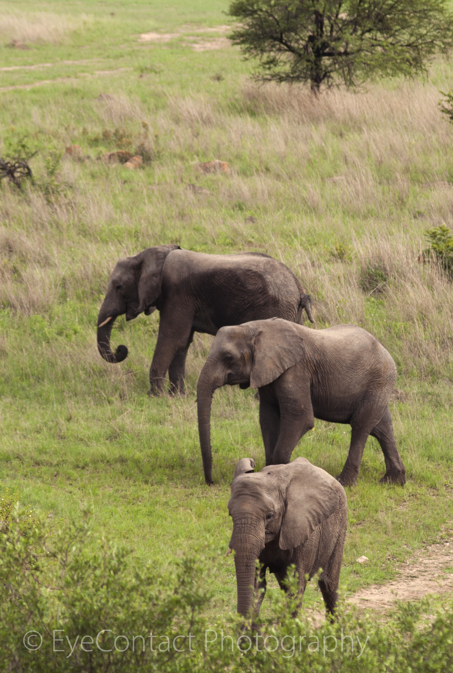 three elephants are walking through the green savannah