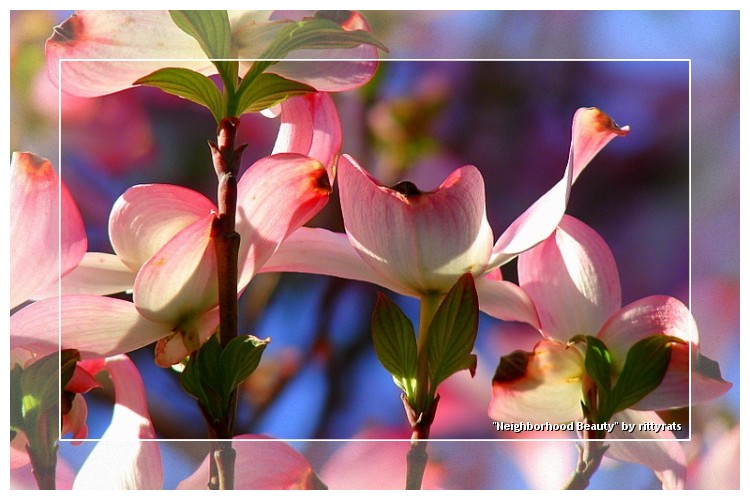 pink and white flowers blooming on a sunny day