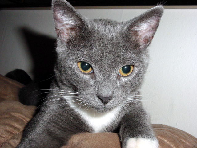 a gray cat is sitting on a brown blanket
