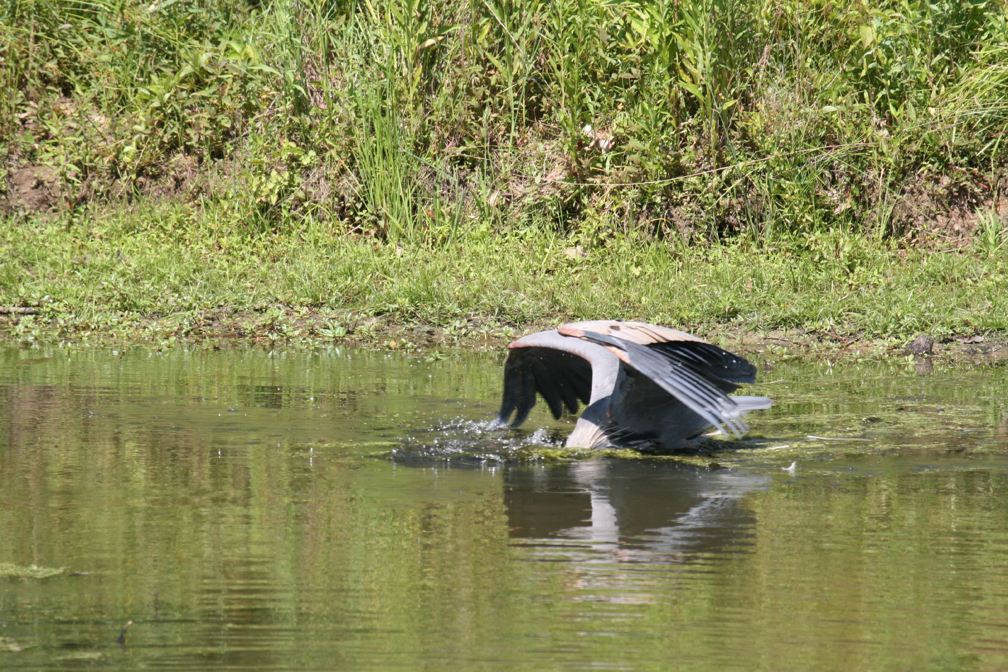 a large bird standing in the middle of a lake