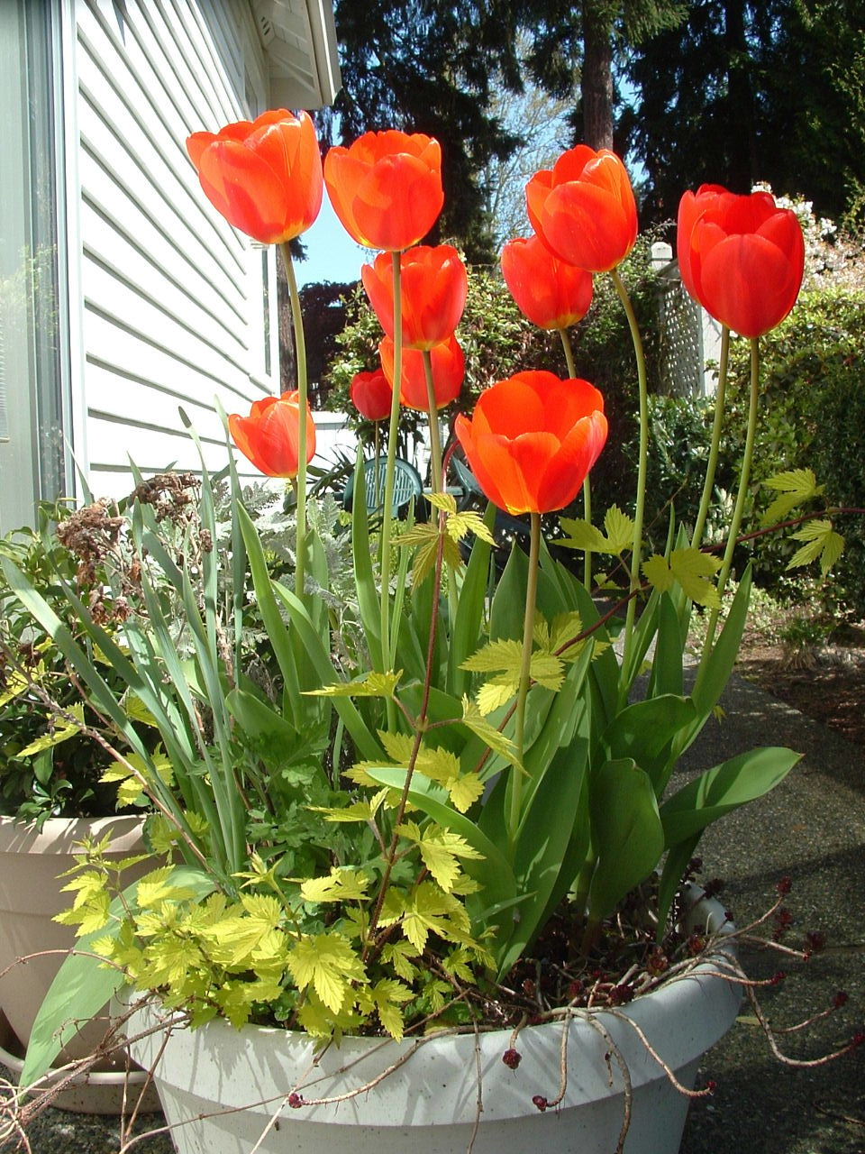 there are many flowers that are in the flower pot