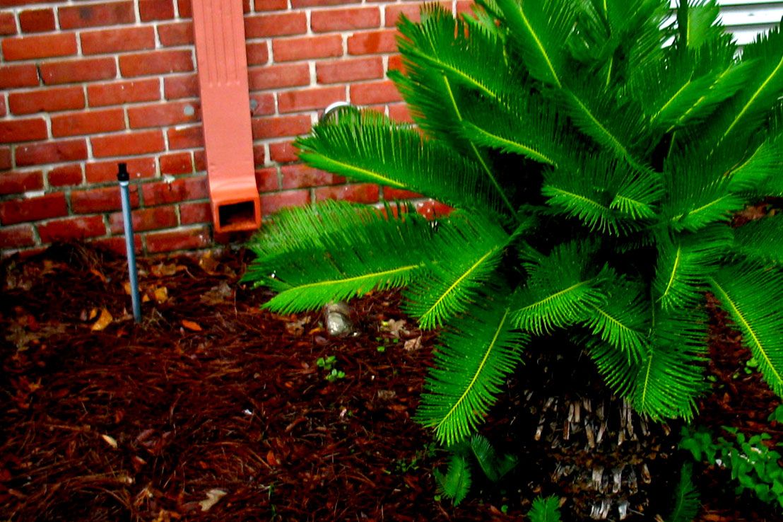 a plant in front of a brick building with grass and dirt