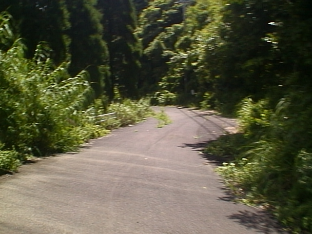 the street is surrounded by trees and brush