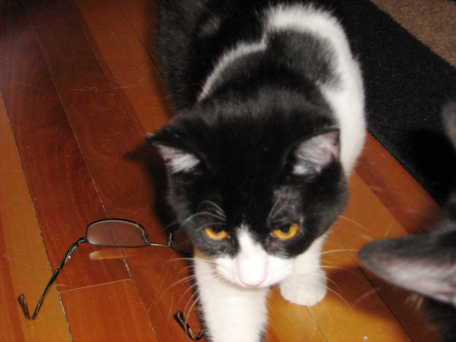 a black and white cat standing on the floor