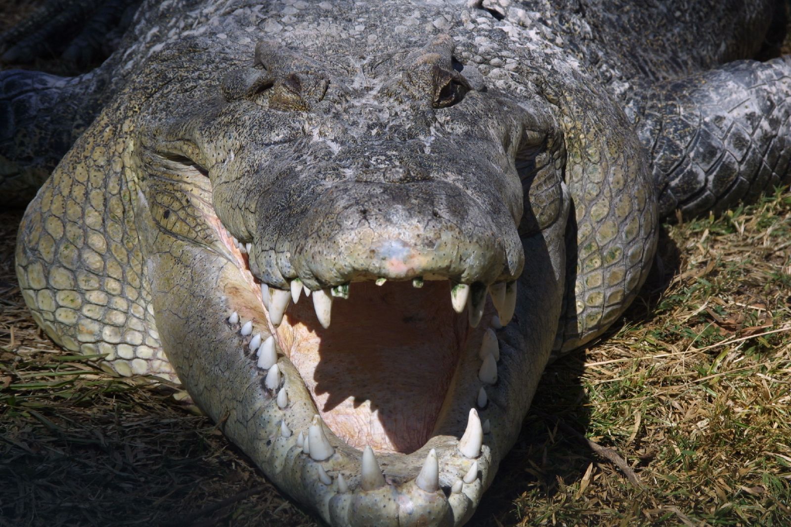an alligator's head has it's mouth open