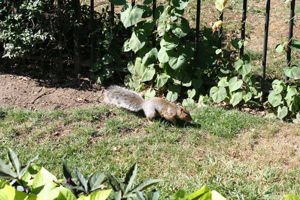 a squirrel in a grassy area near plants