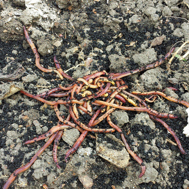 a pile of worms on the ground